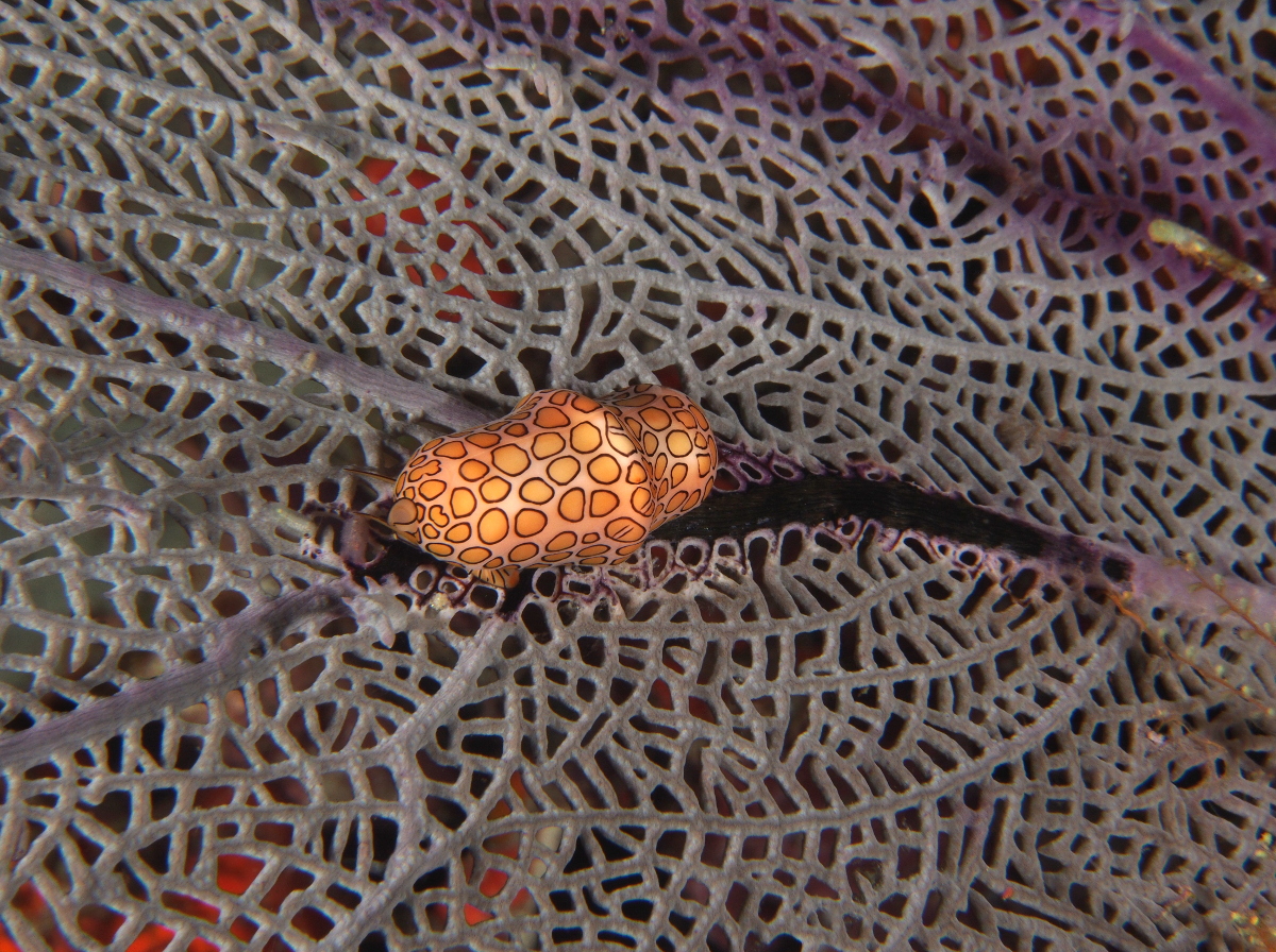 Flamingo Tongue - Cyphoma gibbosum