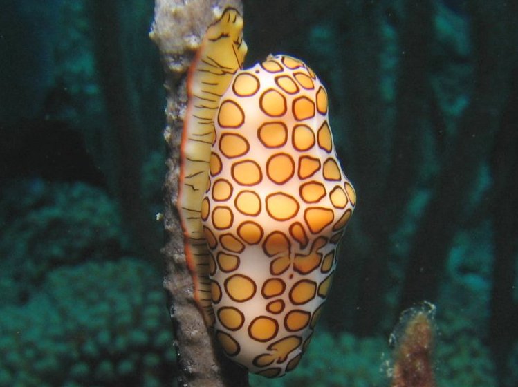 Flamingo Tongue - Cyphoma gibbosum