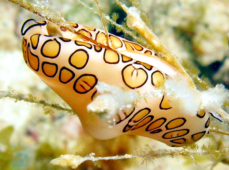 Flamingo Tongue - Cyphoma gibbosum