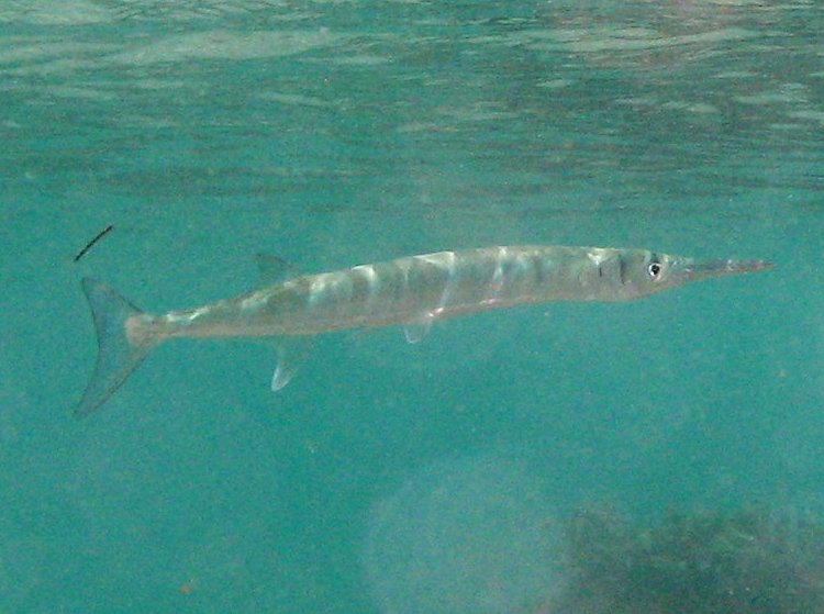Flat Needlefish - Ablennes hians