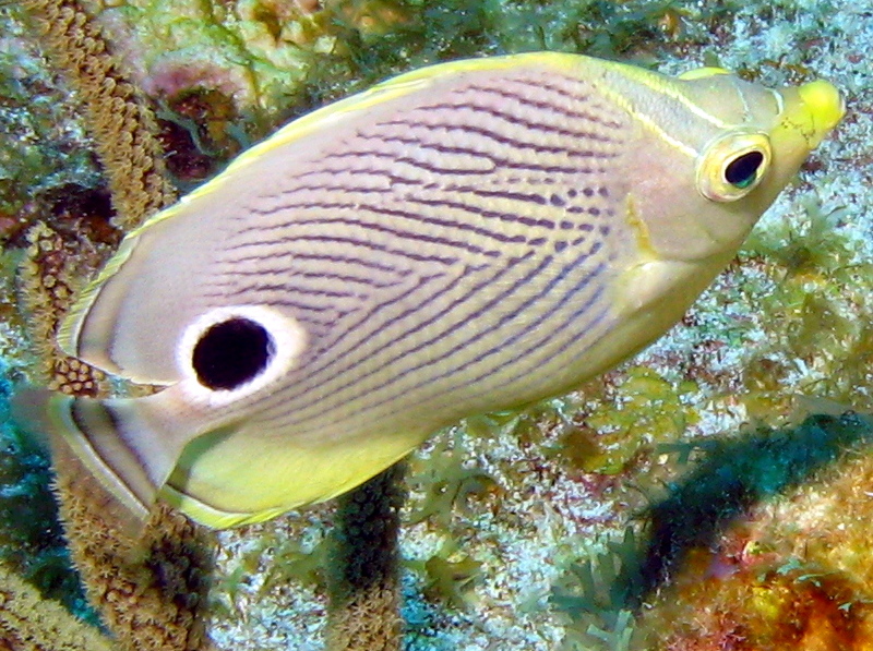 Foureye Butterflyfish - Chaetodon capistratus