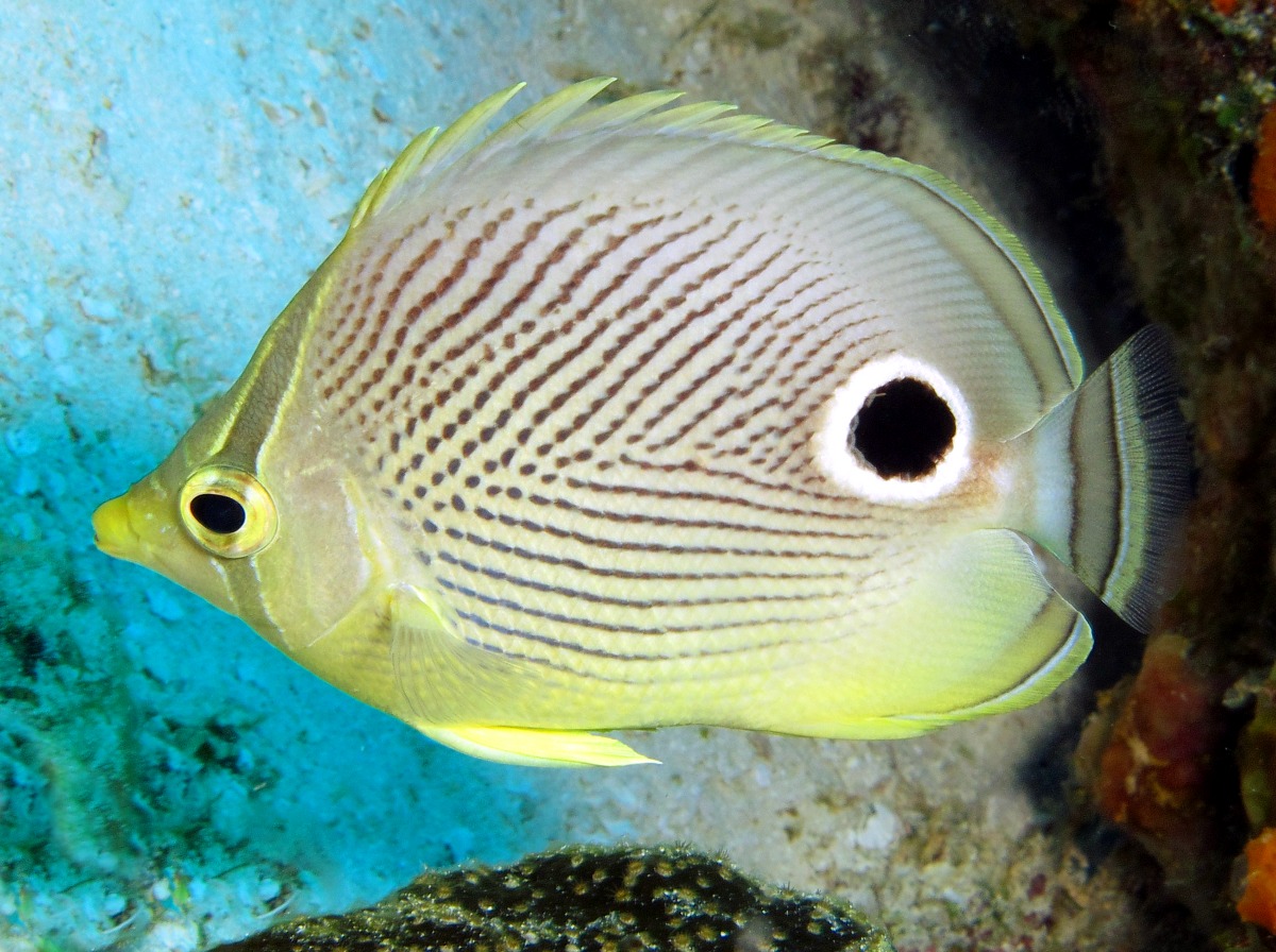 Foureye Butterflyfish - Chaetodon capistratus