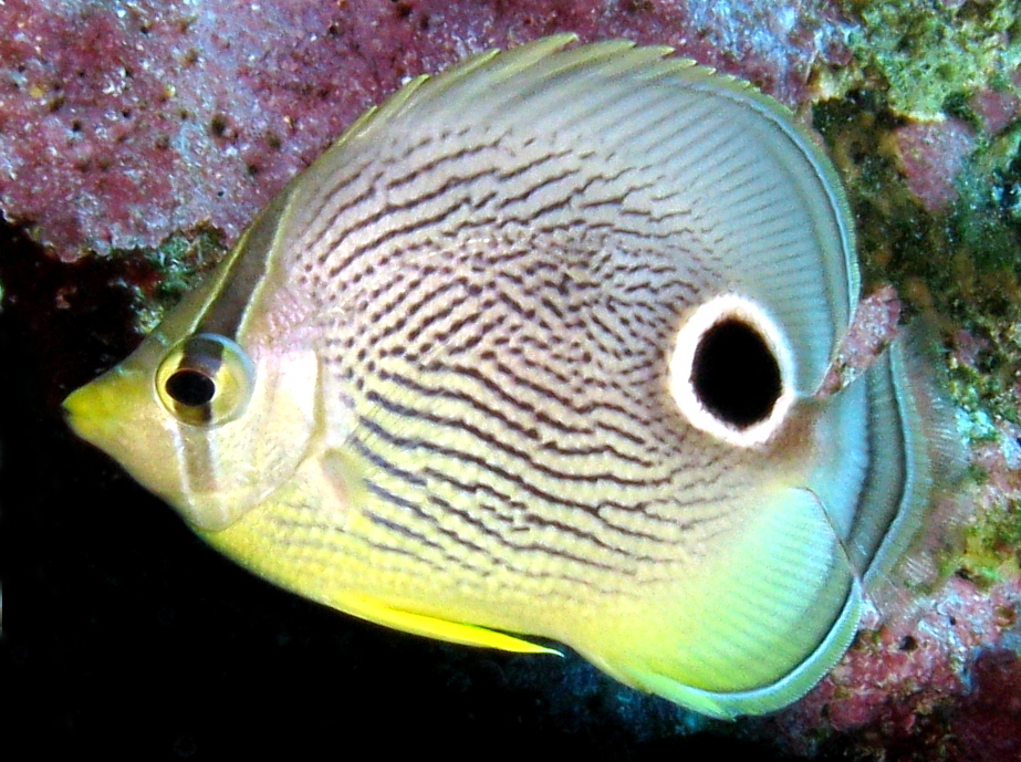Foureye Butterflyfish - Chaetodon capistratus