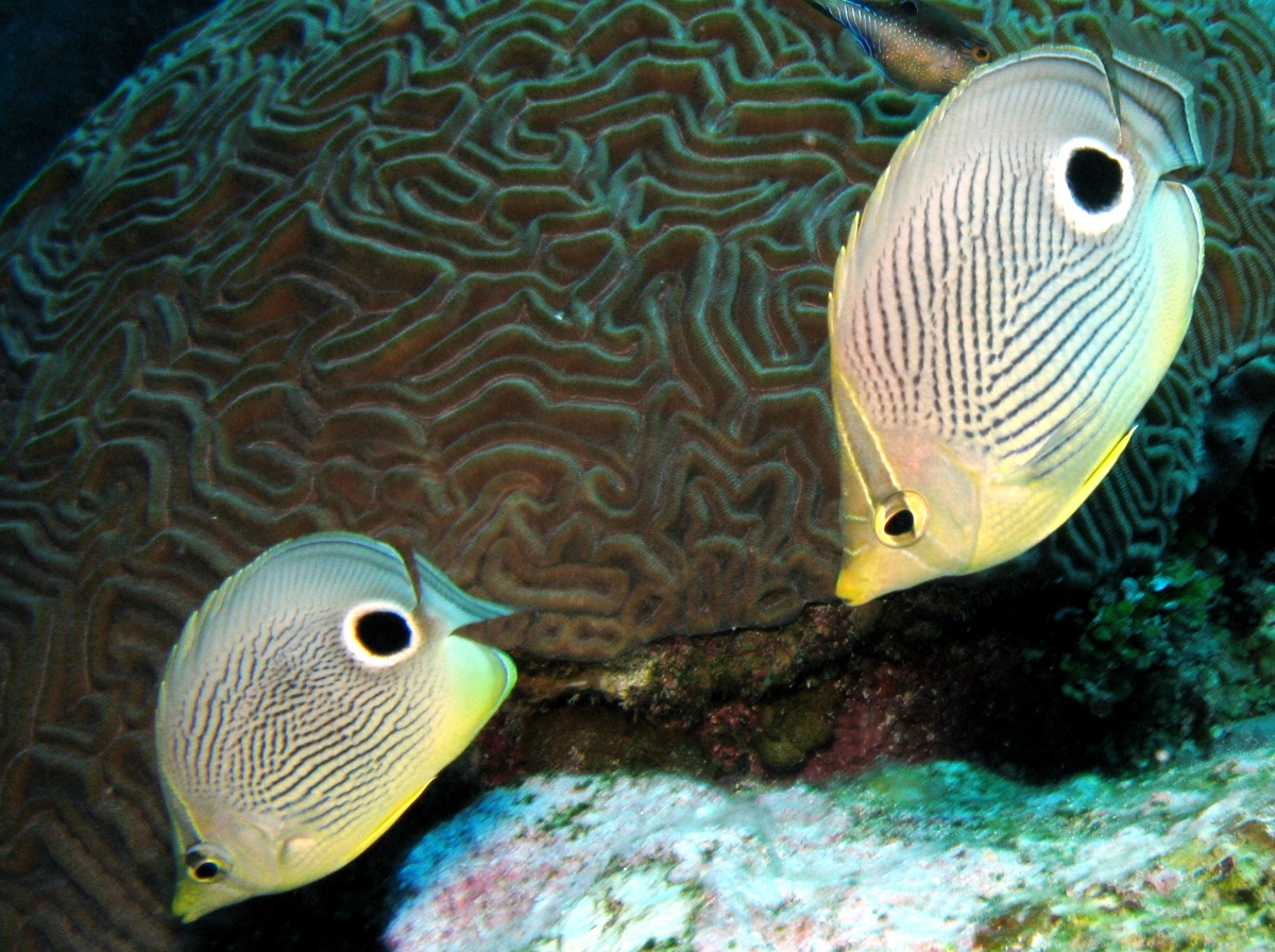 Foureye Butterflyfish - Chaetodon capistratus