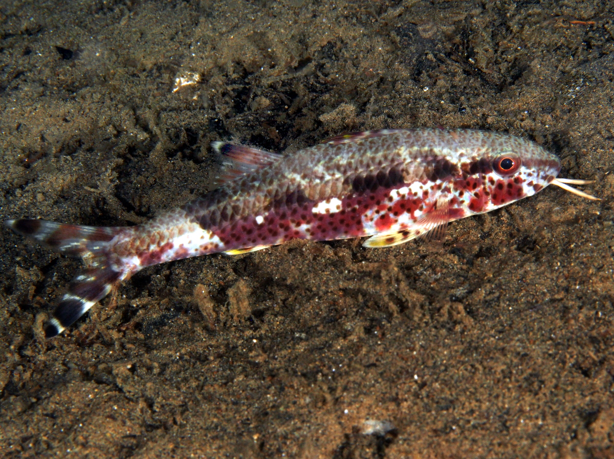 Freckled Goatfish - Upeneus tragula