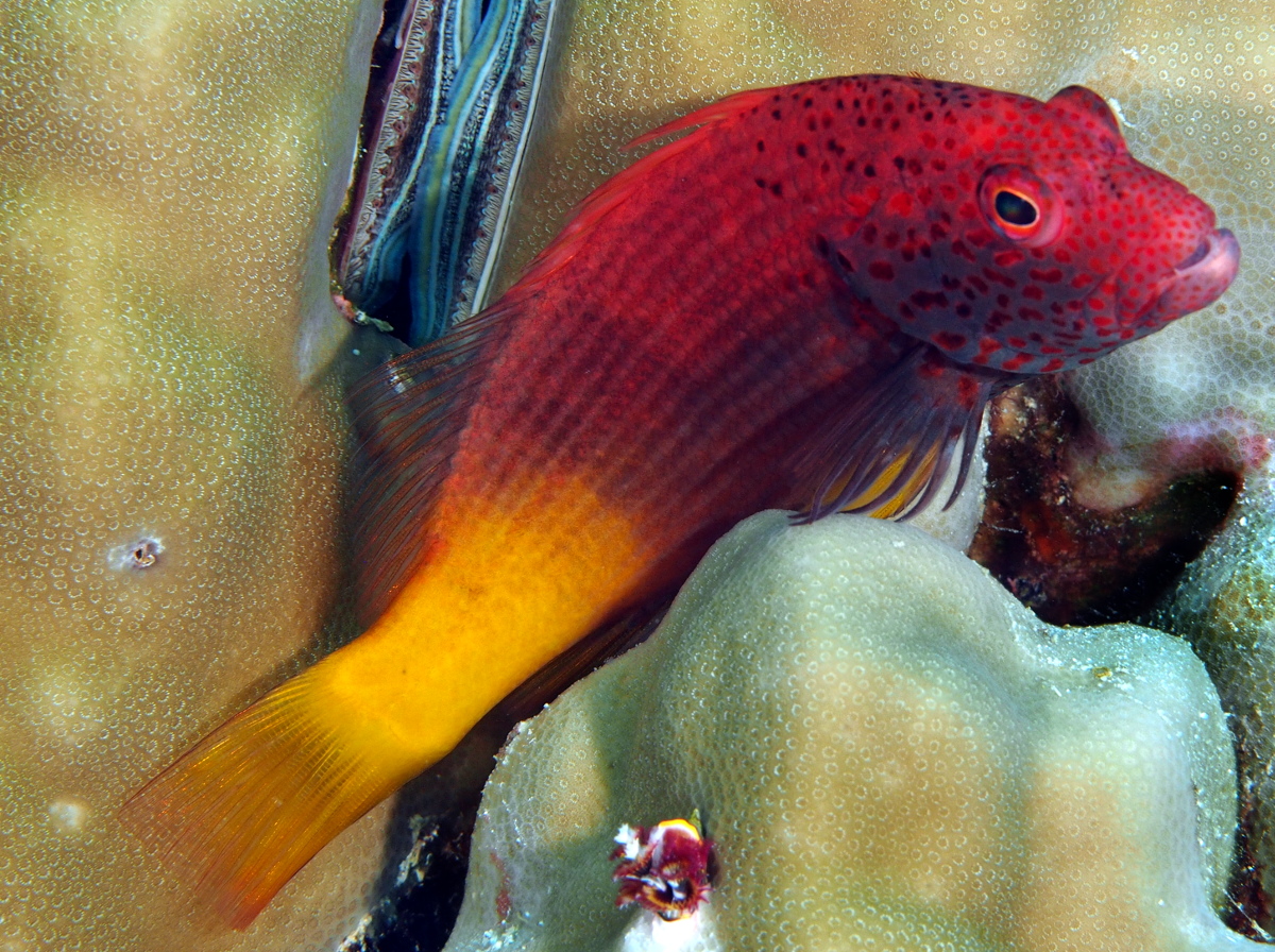 Freckled Hawkfish - Paracirrhites forsteri