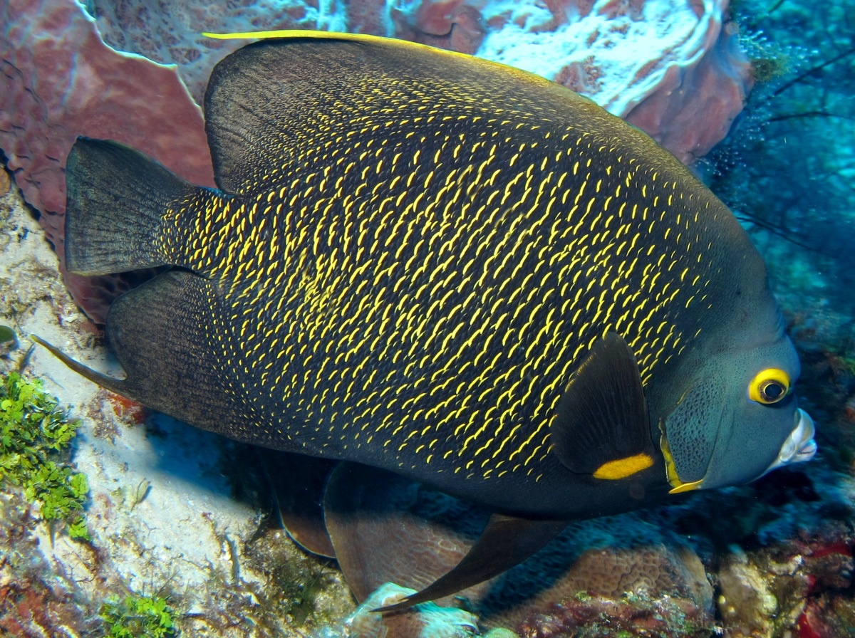French Angelfish - Pomacanthus paru