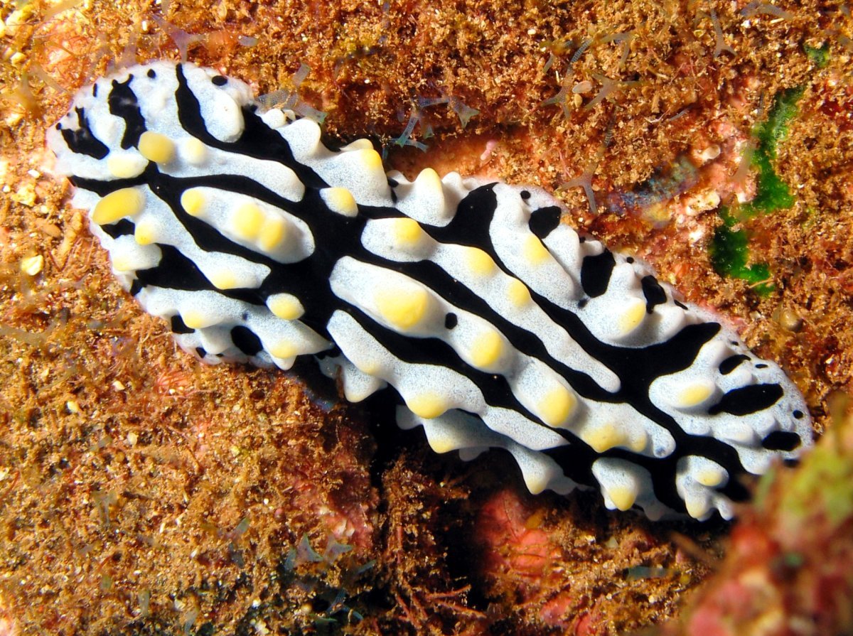 Swollen Phyllidia - Phyllidia varicosa
