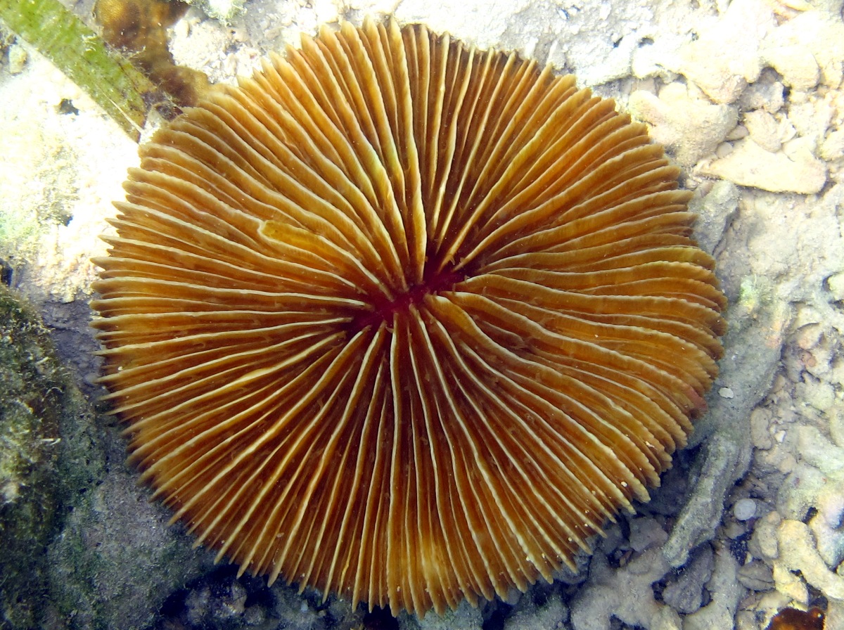 Fungia concinna - Fungia concinna - Palau