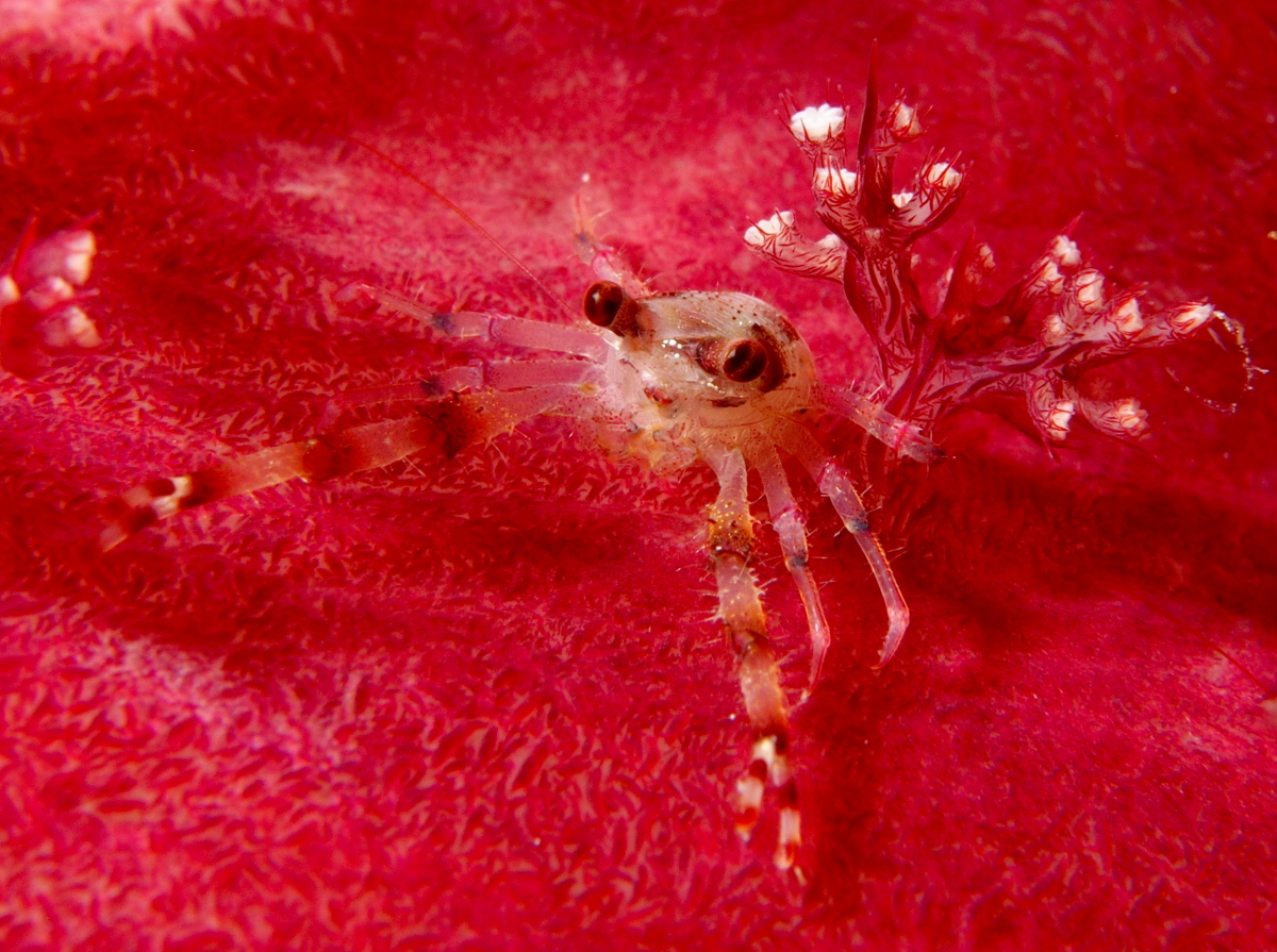 Twin-Spotted Squat Lobster - Galathea Bimaculata