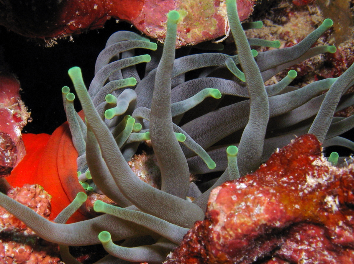 Giant Anemone - Condylactis gigantea