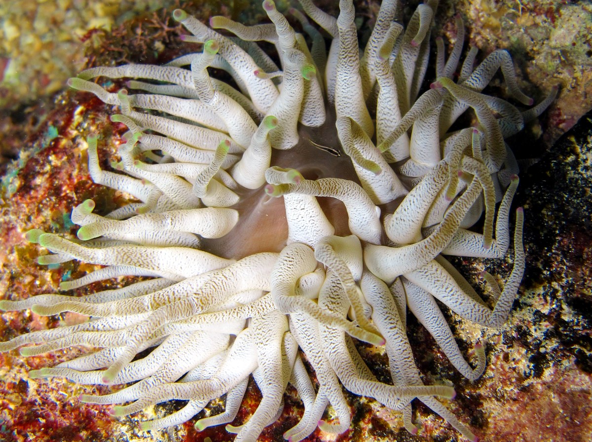 Giant Anemone - Condylactis gigantea