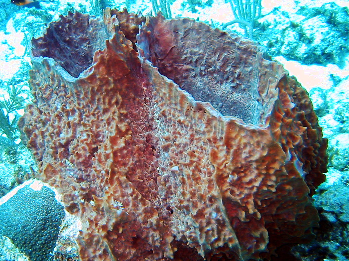 Giant Barrel Sponge - Xestospongia muta