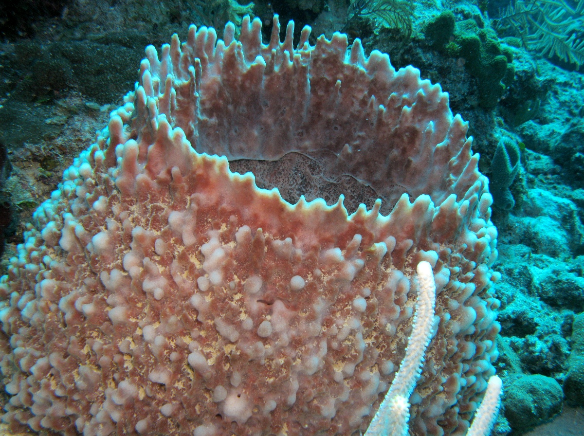 Giant Barrel Sponge - Xestospongia muta