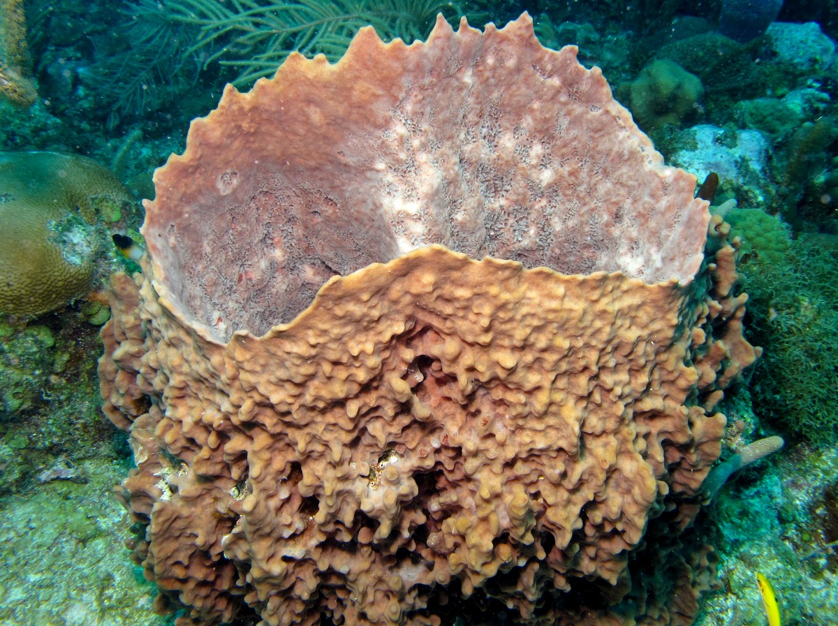 Giant Barrel Sponge - Xestospongia muta