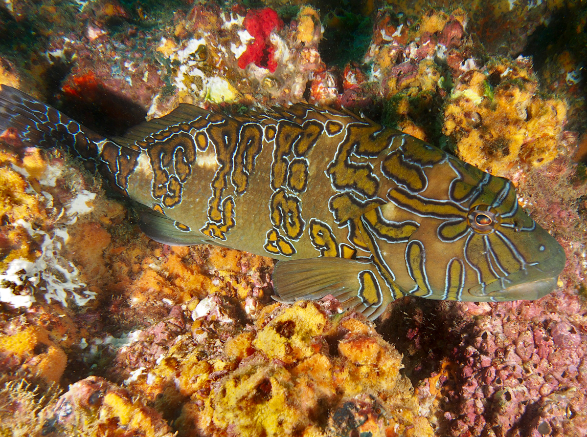 Giant Hawkfish - Cirrhitus rivulatus - Cabo San Lucas, Mexico