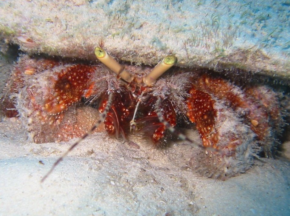 Giant Hermit Crab - Petrochirus diogenes