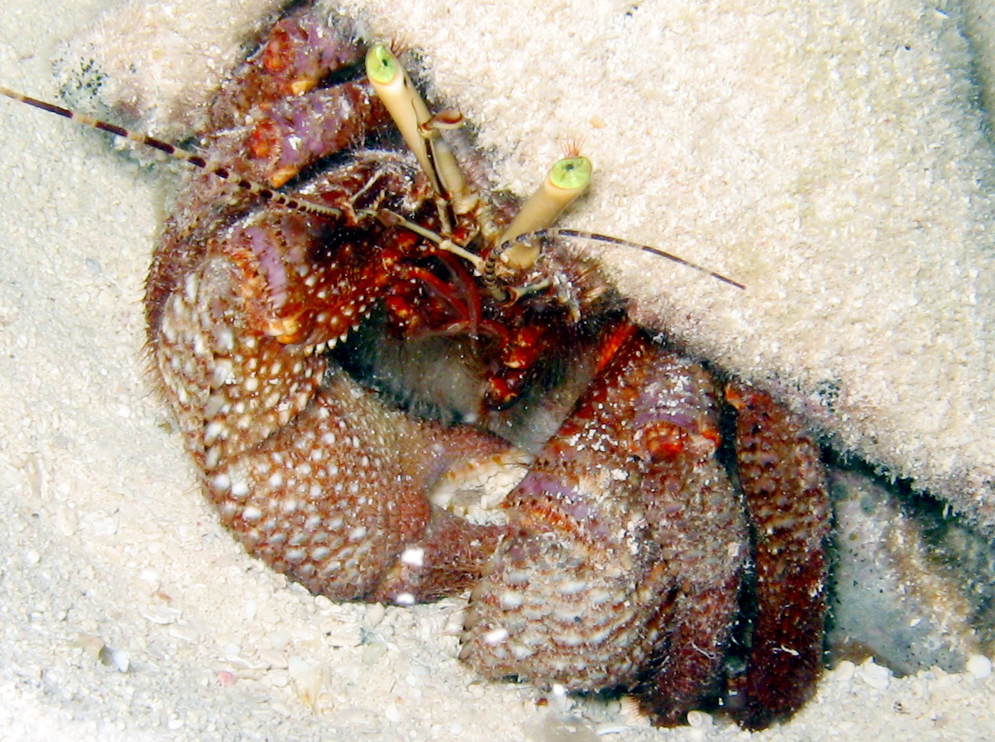 Giant Hermit Crab - Petrochirus diogenes