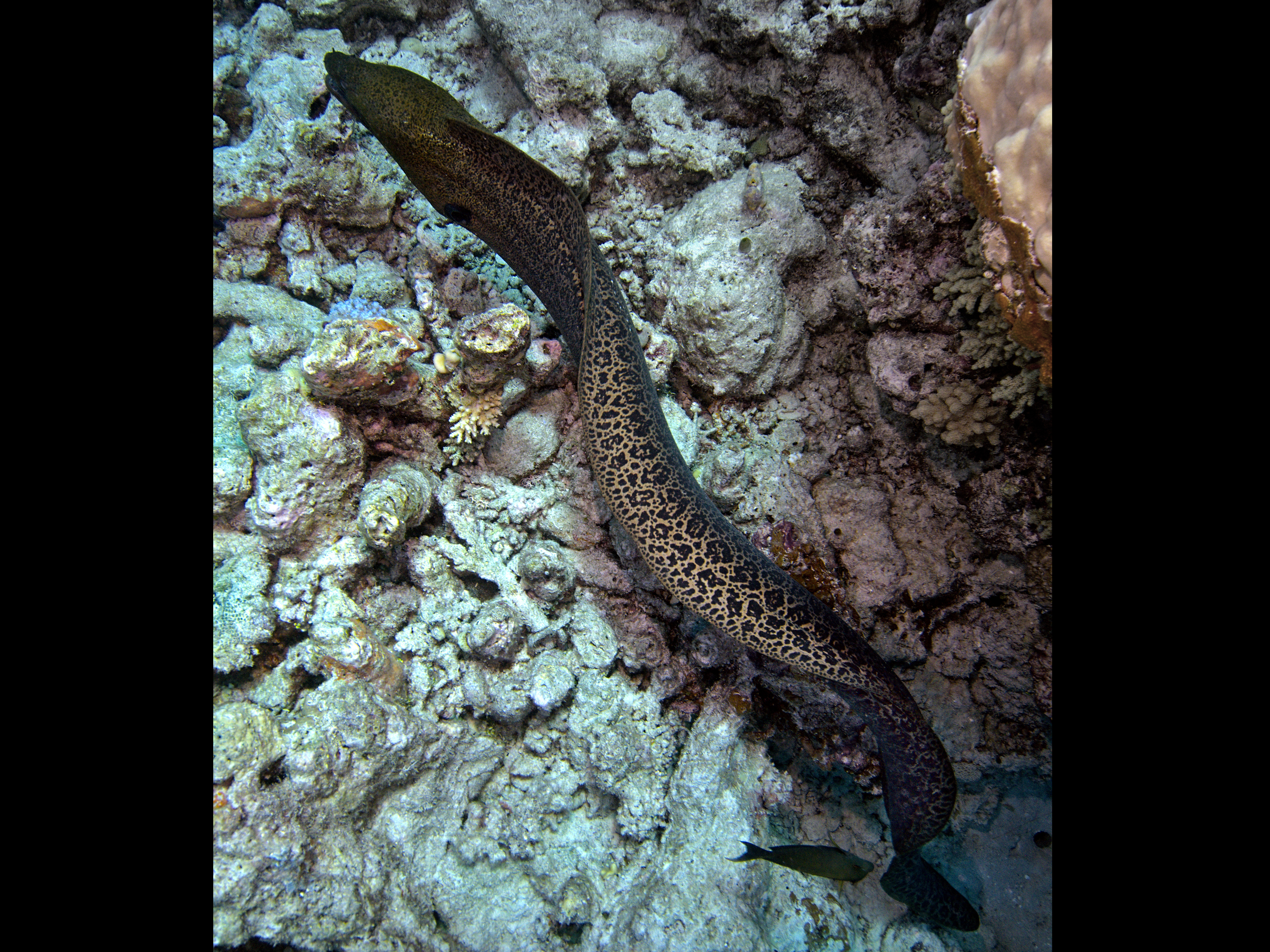 Giant Moray Eel - Gymnothorax javanicus