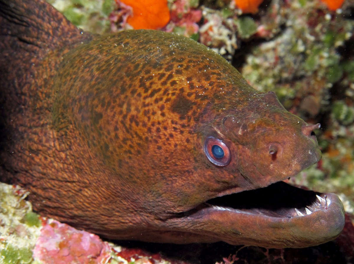Giant Moray Eel - Gymnothorax javanicus