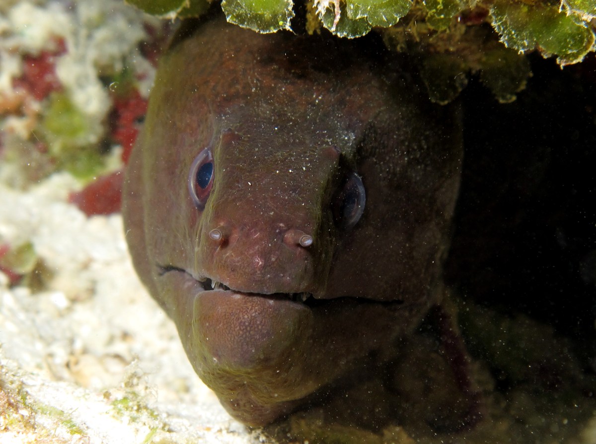 Giant Moray Eel - Gymnothorax javanicus