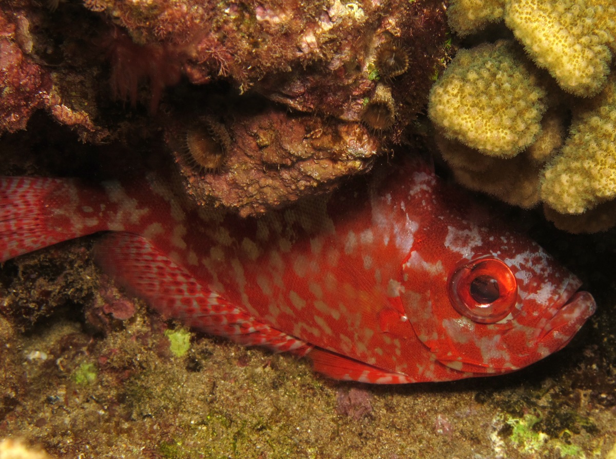 Glasseye Snapper - Heteropriacanthus cruentatus