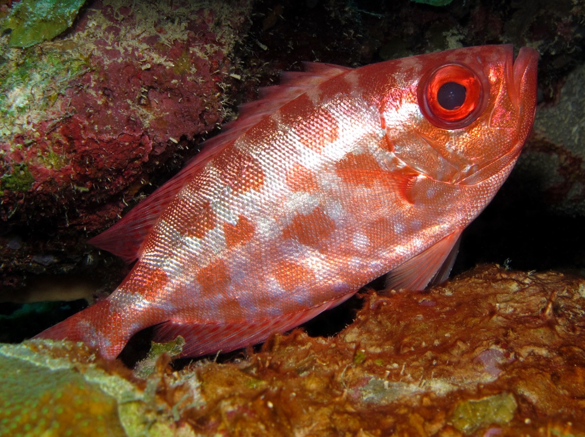 Glasseye Snapper - Heteropriacanthus cruentatus