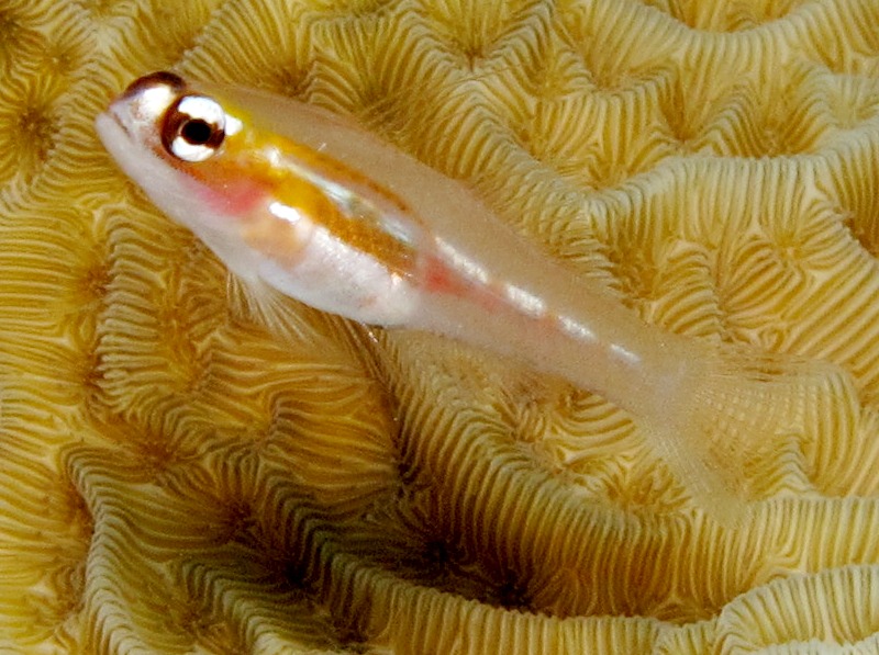 Masked/Glass Goby - Coryphopterus personatus/hyalinus