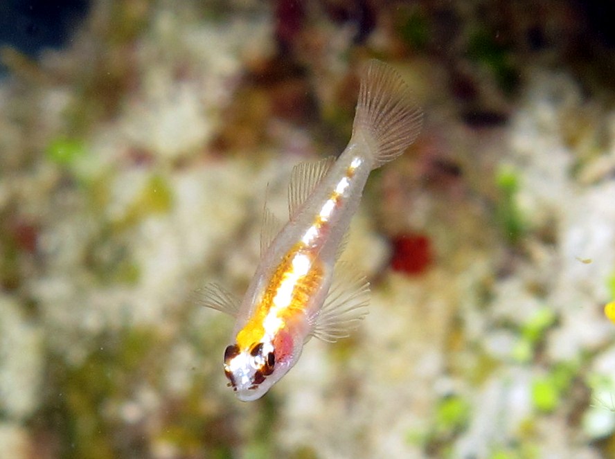 Masked/Glass Goby - Coryphopterus personatus/hyalinus