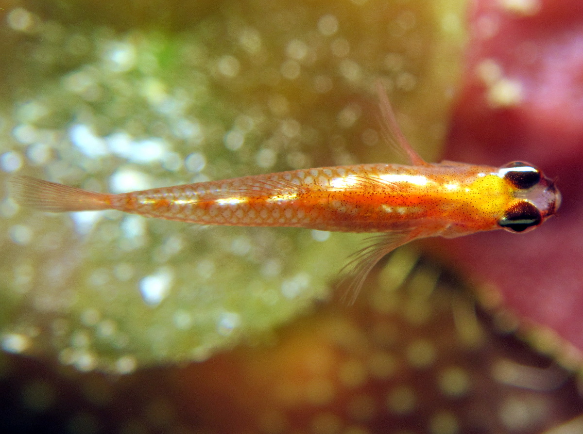 Masked/Glass Goby - Coryphopterus personatus/hyalinus