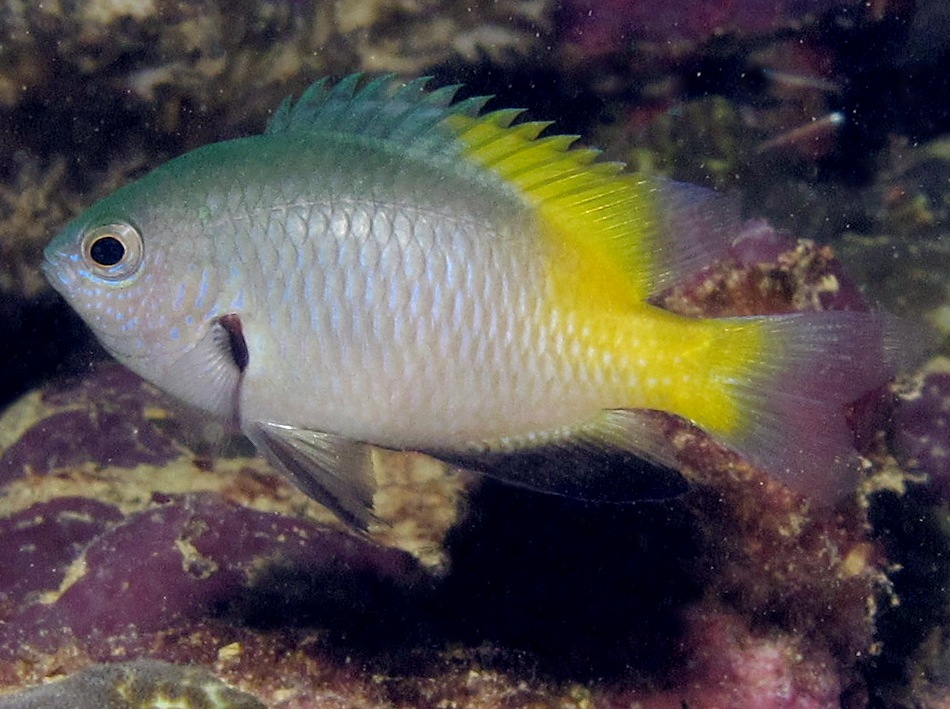 Goldback Damselfish - Pomacentrus nigromanus - Palau