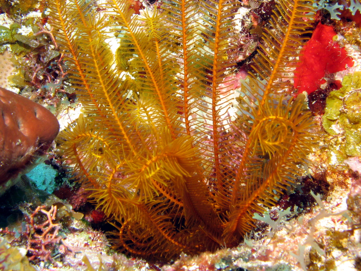 Golden Crinoid - Davidaster rubiginosa