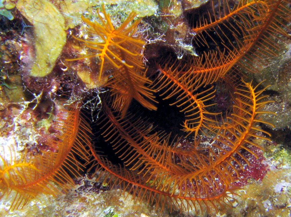 Golden Crinoid - Davidaster rubiginosa