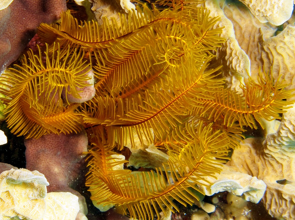 Golden Crinoid - Davidaster rubiginosa