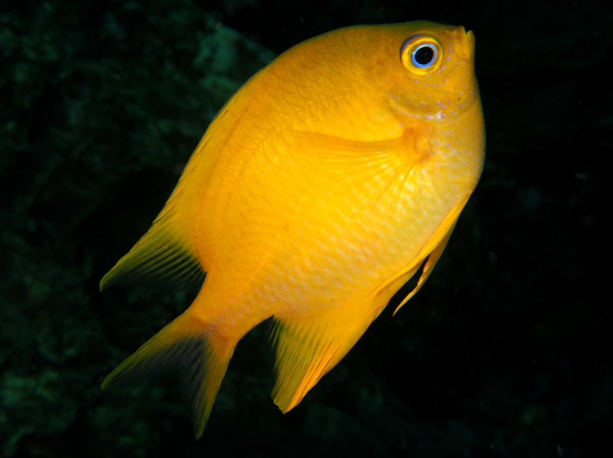 Golden Damselfish - Amblyglyphidodon aureus