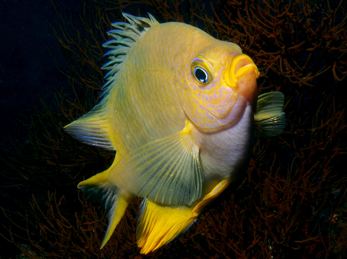 Golden Damselfish - Amblyglyphidodon aureus