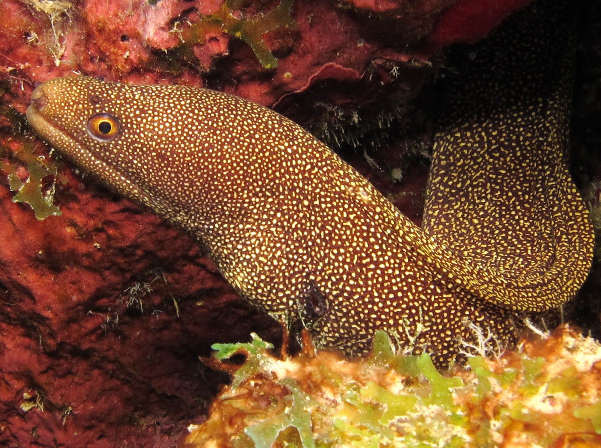 Goldentail Moray Eel - Gymnothorax miliaris