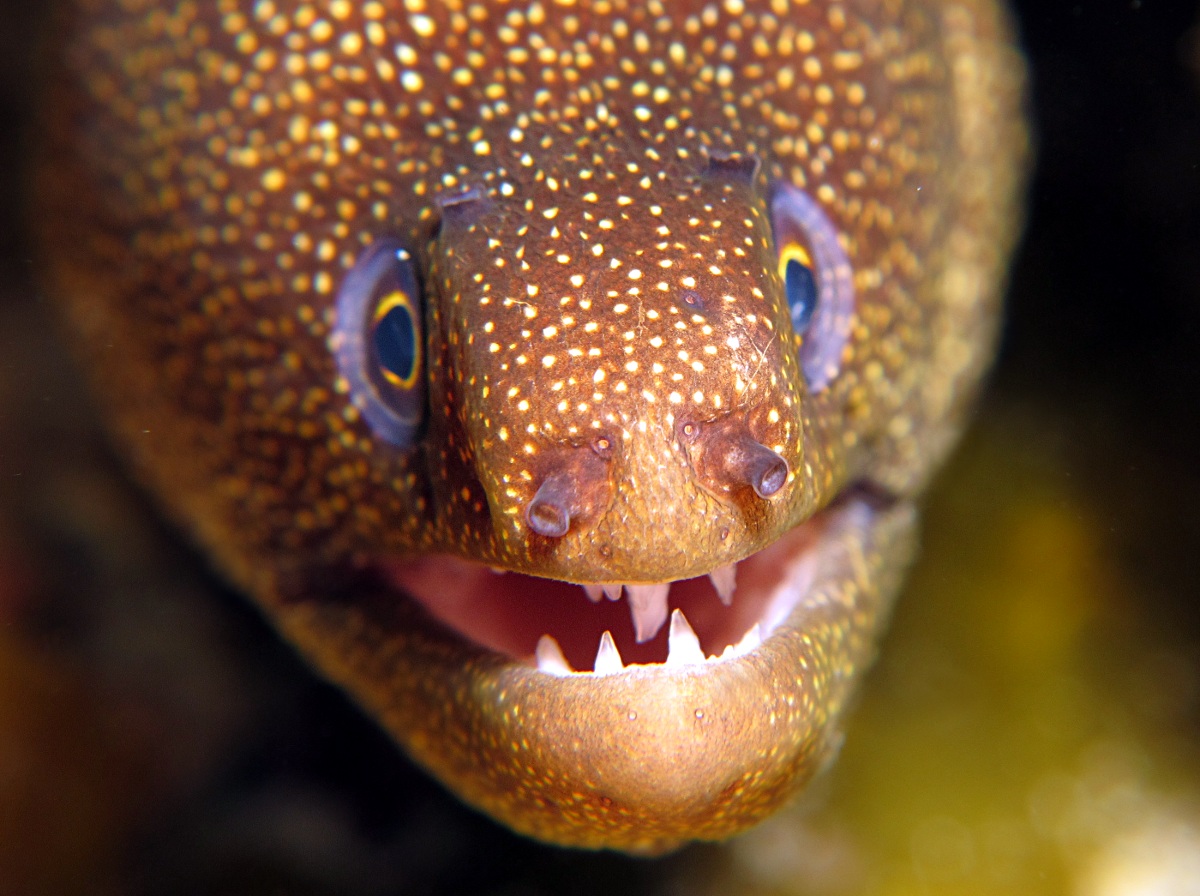 Goldentail Moray Eel - Gymnothorax miliaris