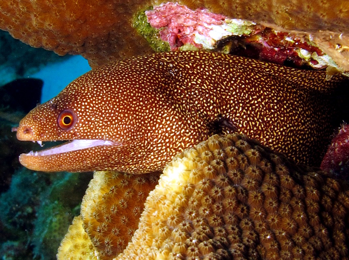 Goldentail Moray Eel - Gymnothorax miliaris