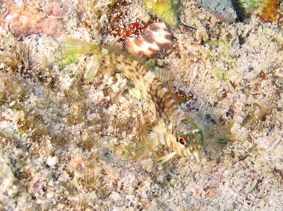 Goldline Blenny - Malacoctenus aurolineatus