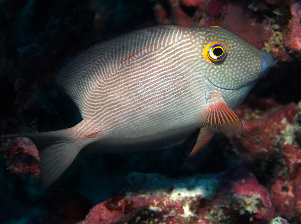 Goldring Surgeonfish - Ctenochaetus strigosus