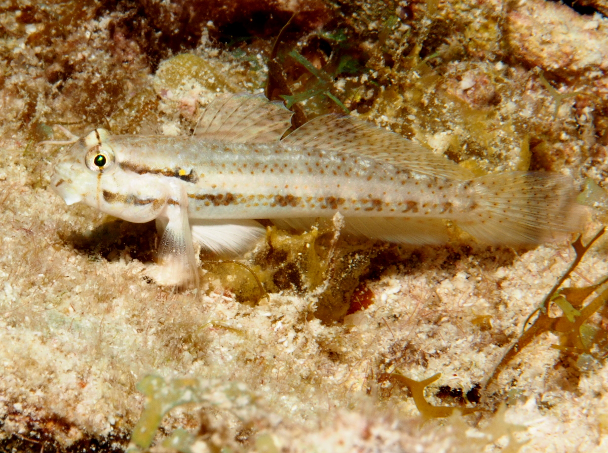 Goldspot Goby - Gnatholepis thompsoni