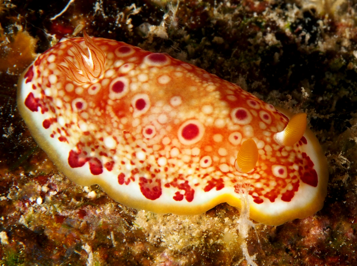 Goniobranchus sp. 1 - Goniobranchus sp. 1