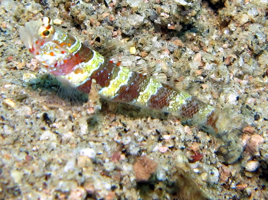 Gorgeous Shrimpgoby - Amblyeleotris wheeleri