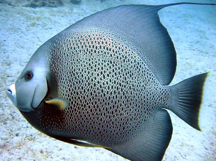 Gray Angelfish - Pomacanthus arcuatus