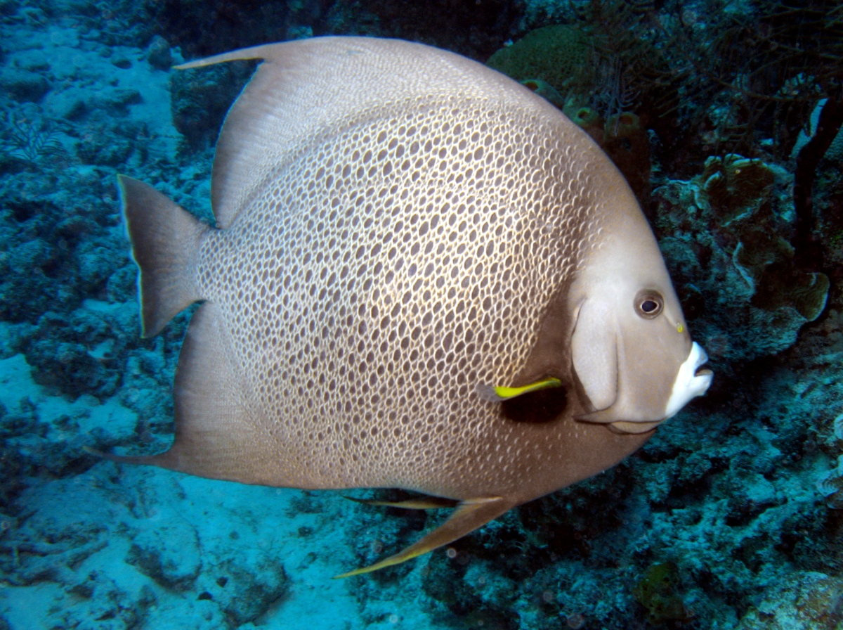 Gray Angelfish - Pomacanthus arcuatus