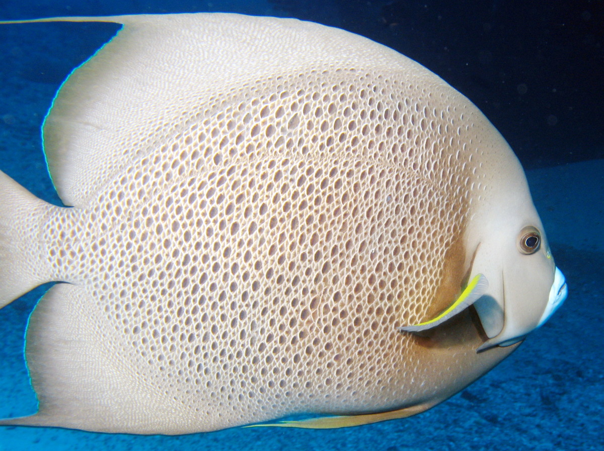 Gray Angelfish - Pomacanthus arcuatus