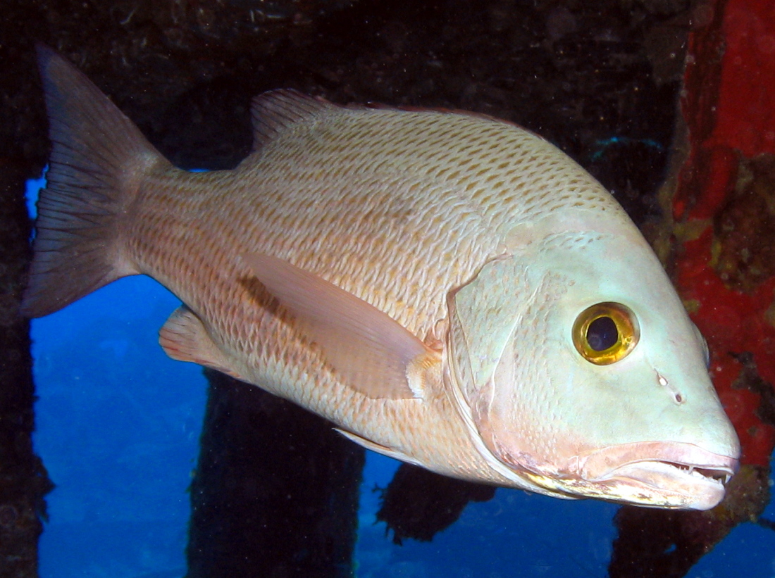 Gray Snapper - Lutjanus griseus