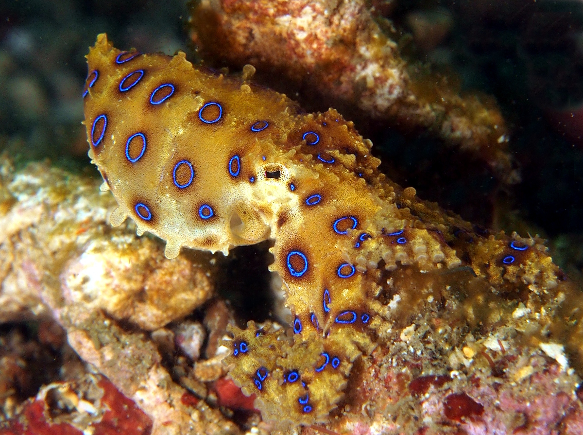 Greater Blue-Ringed Octopus - Hapalochlaena lunulata
