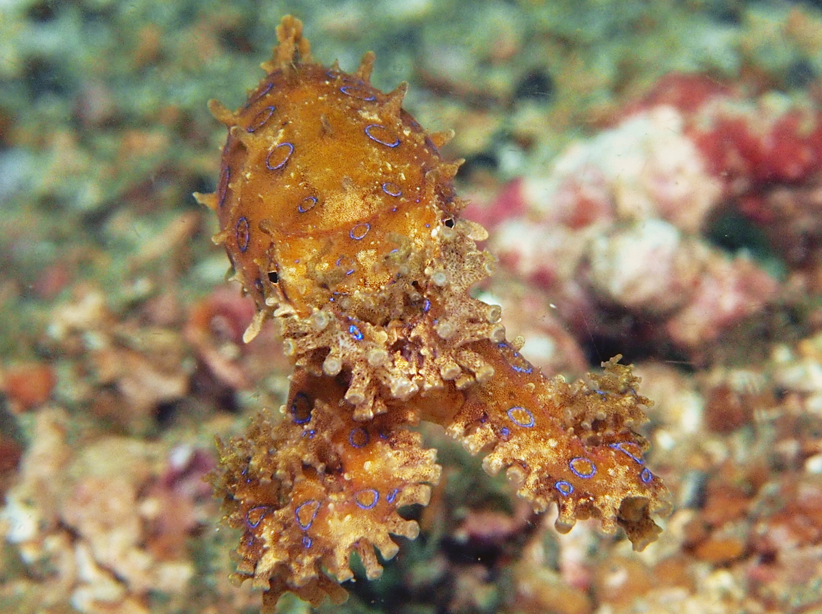 Greater Blue-Ringed Octopus - Hapalochlaena lunulata